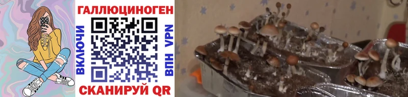OMG ТОР  цена наркотик  Канск  Псилоцибиновые грибы Psilocybine cubensis 